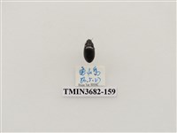 藏品(鞘翅目(2))的圖片